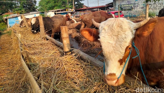 penjualan hewan kurban di cianjur 169