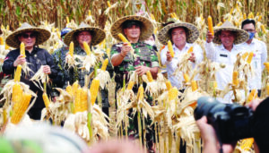 1 Doni Serang Wamentan dan Pangdam III Siliwangi Panen Jagung di Kota Serang 1