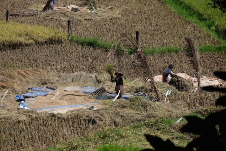 Doni Cilegon Petani Cilegon Masih Mempertahankan Tradisi Ngagebot Pare Saat Panen Padinya 3