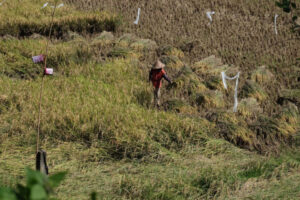 Doni Cilegon Sawah Kekeringan Petani Terpaksa Memanen Dini 2