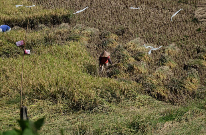 Sawah Kekeringan Petani Terpaksa Memanen Dini