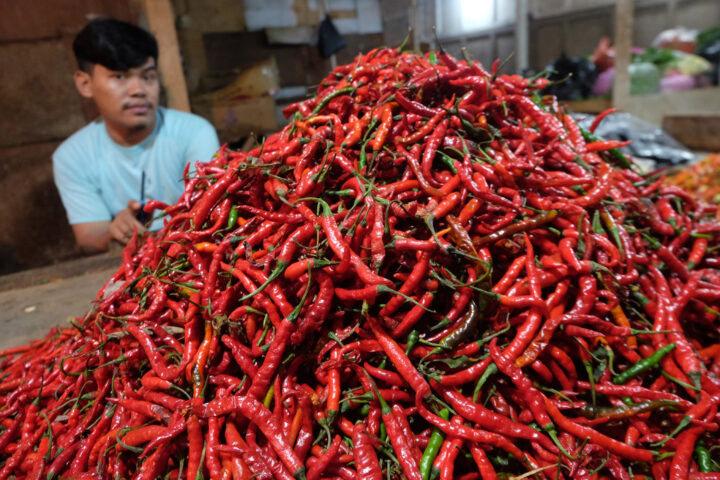 Doni Serang Stok Melimpah Harga Cabe Turun Akibat Sepi Pembeli 3