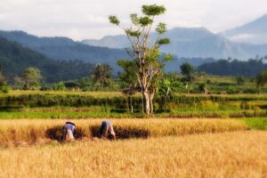 Padi sawah