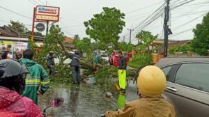 Sebuah pohon jenis trembesi tumbang di Jalan Rangkasbitung Pandeglang wilayah Kampung Cibuah