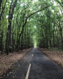 Taman Nasional Alas Purwo juga memiliki keragaman hayati yang sangat kaya.