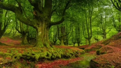 5 arti mimpi tentang hutan agar tidak bikin penasaran terus