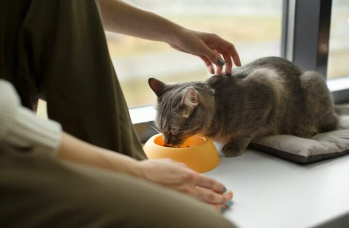 apakah kucing boleh makan keju