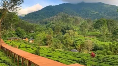 5 tempat wisata di Puncak Bogor yang populer dan hits