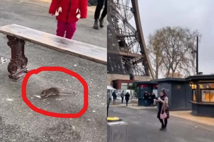 tikus di kota Paris