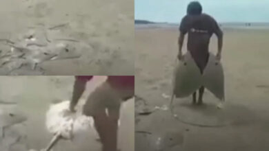 ikan pari terdampar di pantai