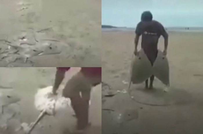ikan pari terdampar di pantai