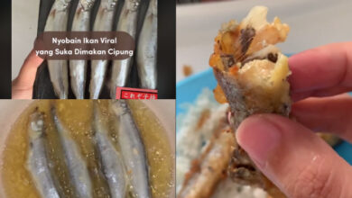 ikan viral yang suka dimakan Cipung