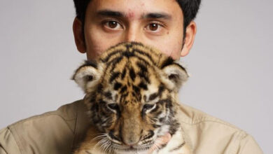 harimau milik Alshad Ahmad mati