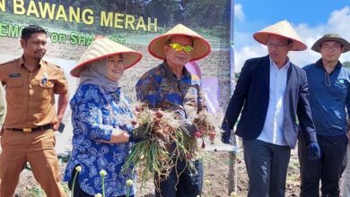 Kepala TETO John Chen (tengah, berkacamata) menghadiri acara panen bawang merah di Kabupaten Humbang Hasundutan Provinsi Sumatera Utara, 4 Juli 2023(Foto: TETO)