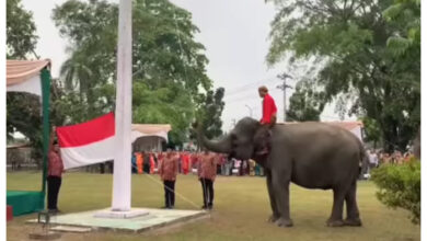 Aksi 3 ekor gajah di Riau jadi Pengibar Bendera saat proses Upacara HUT RI ke-78
