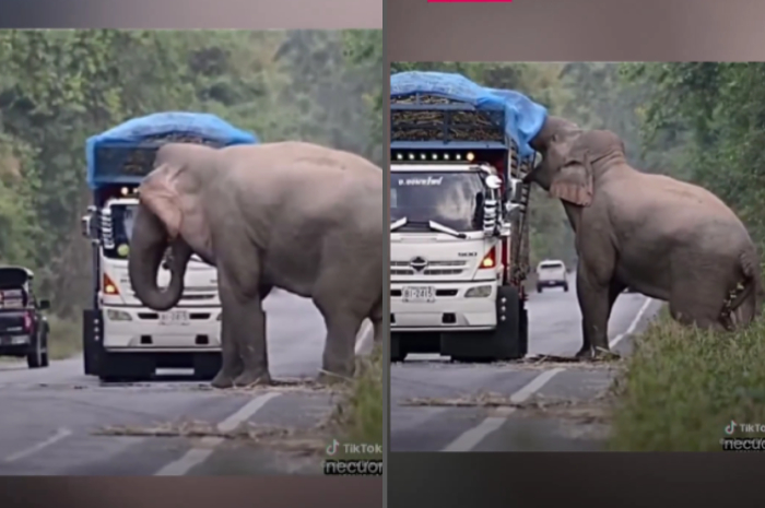 gajah menghentikan truk
