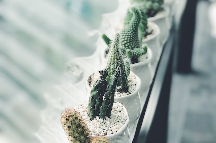 kaktus mini