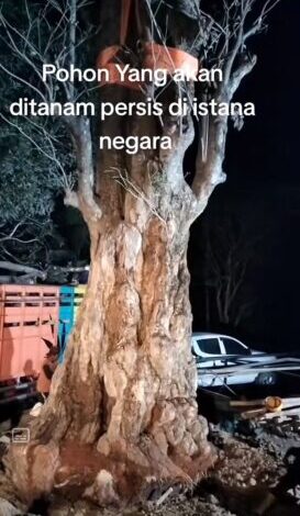 Harga pohon pule yang ditanam di depan Istana Negara IKN bernilai fantastis. (TikTok @sudarberox)