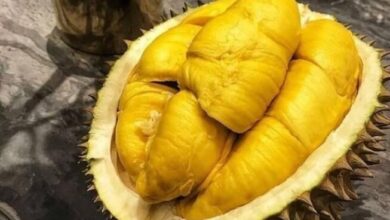 4 tempat makan durian enak, legit dan kualitas terbaik di kabupaten Lebak yang bisa anda cobain.
