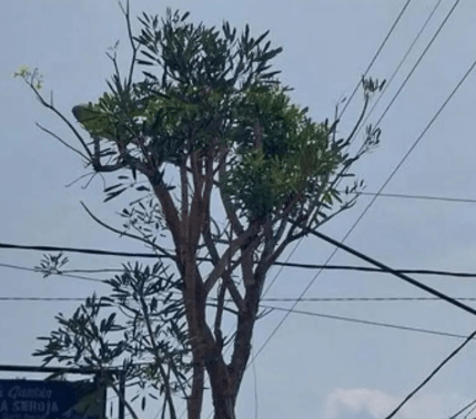 Pohon Tebebuya menangis di Malang