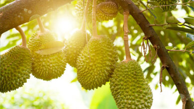 5 tempat makan durian di Solo mulai dari Rp6 ribuan Paling murah dan makan sepuasnya yang bisa anda cobain
