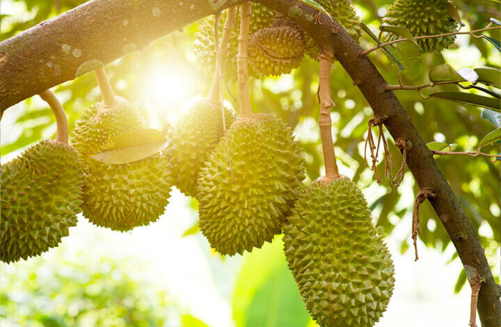 5 tempat makan durian di Solo mulai dari Rp6 ribuan Paling murah dan makan sepuasnya yang bisa anda cobain