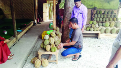 Durian Lokal