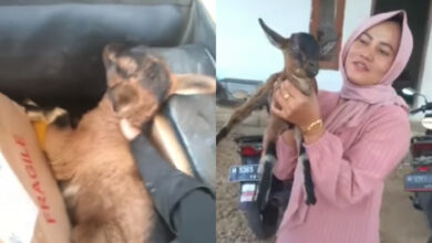 Video viral kurir paket antar anak kambing