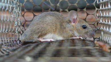 Tikus merupakan hewan yang menjadi perantara penyakit Leptospirosis