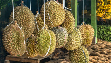 Tempat makan durian di Pemalang