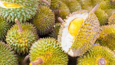 5 tempat makan durian Bogor yang banyak peminat dan kunjungi tempat ini bisa makan durian sepuasnya
