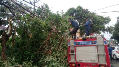 pohon tumbang di wilayah Kabupaten Pandeglang