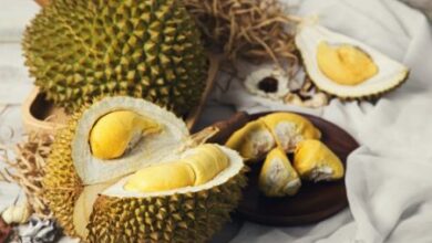 5 tempat makan durian di Bogor paling enak dan paling murah yang dijamin bikin puas