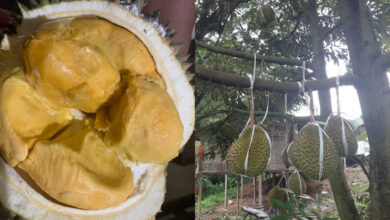 tempat makan durian