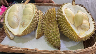 tempat makan durian di Solo