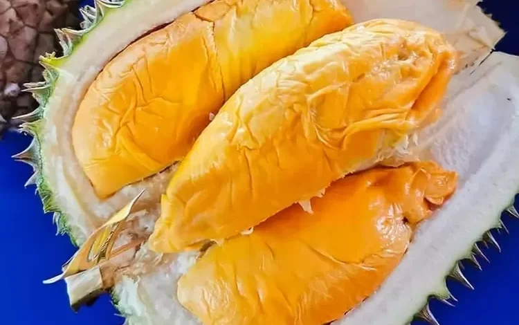 rekomendasi 5 tempat makan durian di Medan paling enak dan terbaru hingga banyak yang buka 24 jam