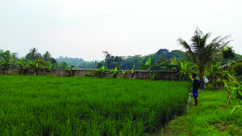 5 sawah