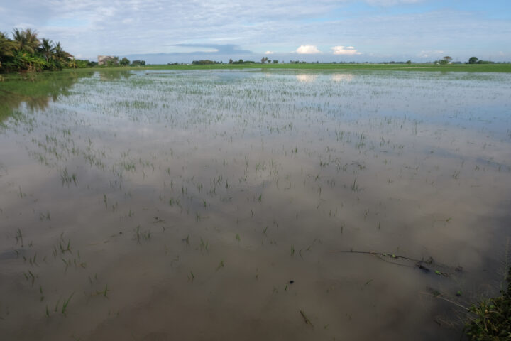 Doni Serang Hektaran Sawah di Kasemen Terancam Puso 1