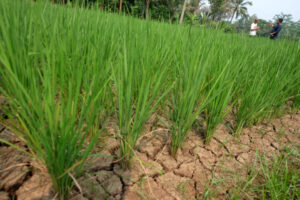 Doni Serang Hektaran Sawan di Pancalaksana Curug Kota Serang Kekeringan 1