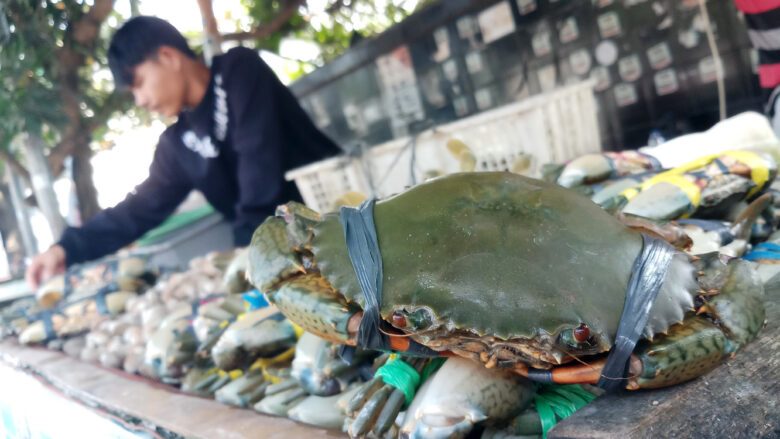 Doni Serang Musim Kepiting di Karangantu Kota Serang 1