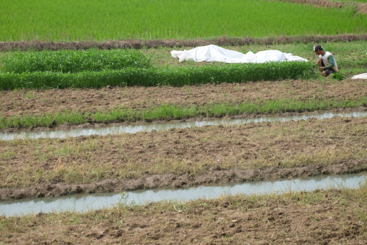 Doni Serang Petani Kabupaten Serang Panen Kangkung 1