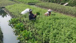 Doni Serang Petani Kabupaten Serang Panen Kemangi 3 1