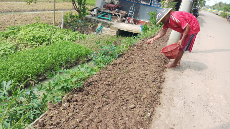 Doni Serang Warga Manfaatkan Tanah Depan Rumah Tanam Kangkung Demi Dapat Cuan 1