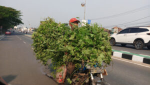 Pengendara Bawa Pakan ternak Diatas Motor