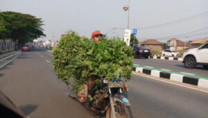 Pengendara Bawa Pakan ternak Diatas Motor