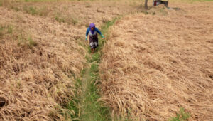 Hektaran Padi di Kasemen Kota Serang Banten Mengering