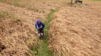 Hektaran Padi di Kasemen Kota Serang Banten Mengering