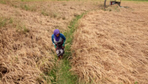 Hektaran Padi di Kasemen Kota Serang Banten Mengering