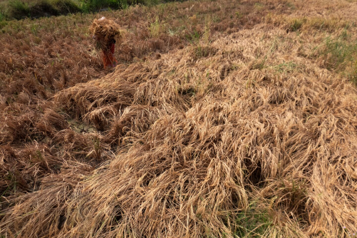 Doni Serang Petani Kalipangpang Kasemen Kota Serang Merugi Akibat Padinya Mati Terserang Hama Wereng 1