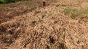 Doni Serang Petani Kalipangpang Kasemen Kota Serang Merugi Akibat Padinya Mati Terserang Hama Wereng 2